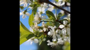 Сергей Кондратов - Мама