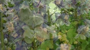 Июньский сад