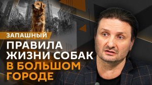 Эдгард Запашный. Редкие фобии, новые штрафы, странные кальмары и приюты в зоне СВО
