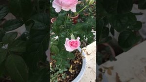 Mon Coeur Rose Flower | Rose from Japan