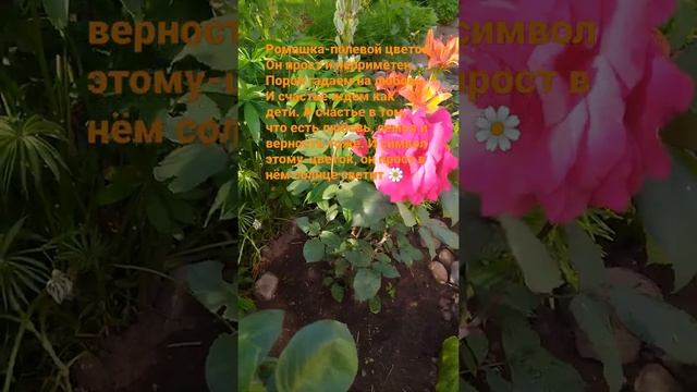 С днём любви,семьи и верности #мои стихи смотреть онлайн