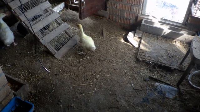 Зарядка для гусенка смотреть онлайн