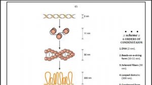 N3- Chromatin (Histology is easy)