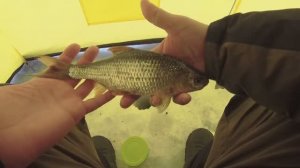 ЛОВЛЯ ПЛОТВЫ, ГУСТЕРЫ НА СИЛЬНОМ ТЕЧЕНИИ. ЕСТЬ БОНУСЫ. СОСЕДИ ПАЛЯТ МОЙ УЛОВ