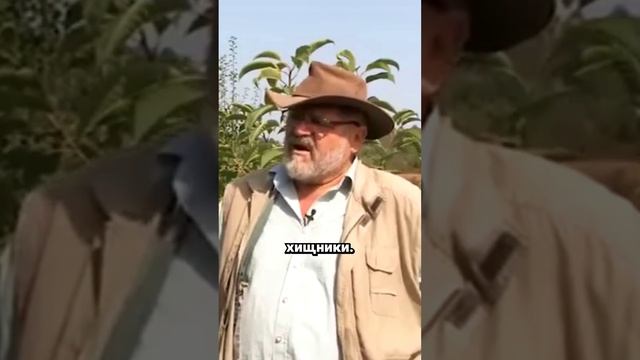 Природные пруды и гармония экосистем: Опыт Зеппа Хольцера