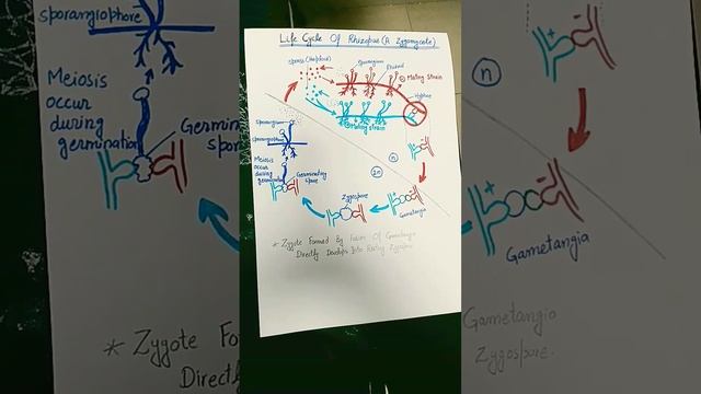 Life cycle of Rhizopus| zygomycetes