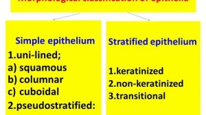 Epithelial tissues. Simple epithelia