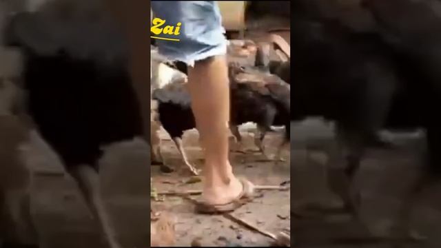 TANDA PENYAKIT SNOT PADA AYAM