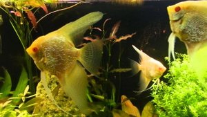 Скалярия Бриллиантовая Дантум Альбино