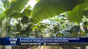 В Туркестанской области начали выращивать бананы в промышленных масштабах