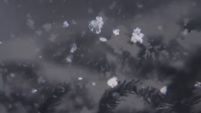 ТУТТИ vs Грайлик - Снежинки (фильм) | band violinists TUTTI смотреть онлайн