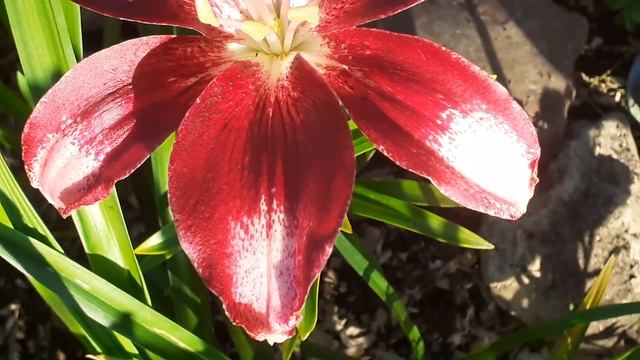 лилия ДАНА 16/55, М (Власова' 2023) смотреть онлайн