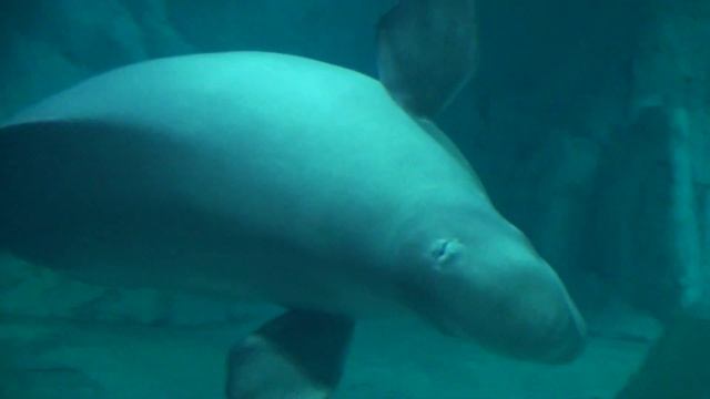 Океанариум в Валенсии 7 часть смотреть онлайн