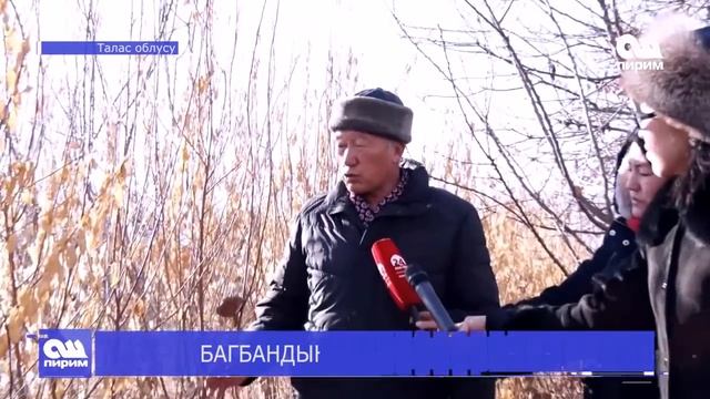 БАГБАНДЫН ТАЖРЫЙБАСЫ. Ош Пирим жаңылыктары. 25.01.2019 смотреть онлайн
