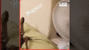 Жара прикол 2020