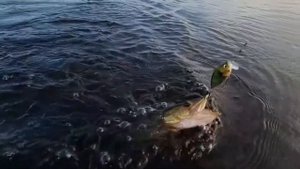 Ловля щуки летом на спиннинг | Где искать щуку | Как поймать щуку | Приманки на щуку