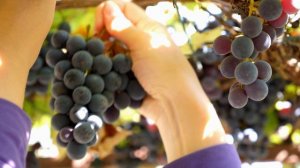 9947669-uhd_3840_2160_25fps