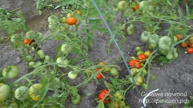 Помидоры открытый грунт  Яблоки на снегу  Альфа