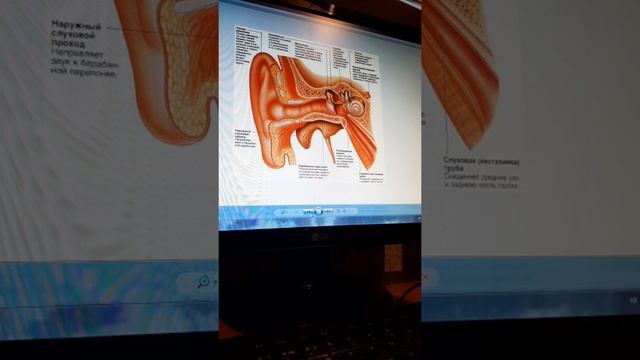 Есту, тепе-теңдік және дәм сезу ағзасы-1 смотреть онлайн
