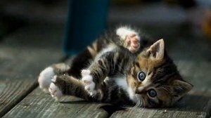 Детский хор Великан - Кошка.wmv