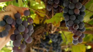 9947670-uhd_3840_2160_25fps