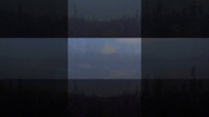 Идеи для сада: цветы, которые можно посеять в январе