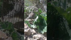 кабки мода.Шикори