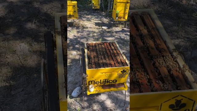 Melhoramento Genético. Abelhas Apis Melífica. смотреть онлайн