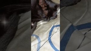 Кто тебя выдумал, звёздная страна - Елена Камбурова.
