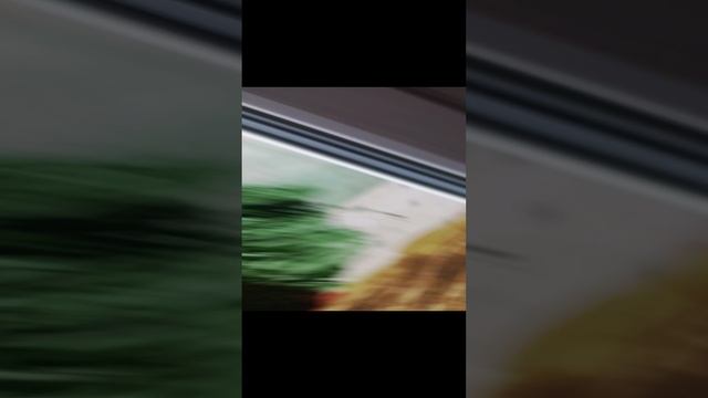 Решили раскрасить окна к Новому году. 🎄