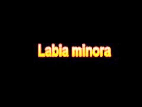 What Is The Definition Of Labia minora - Medical Dictionary Free Online Terms