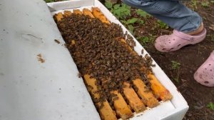 Как сделать отводок пчел: Как пересадить пчёл в новый улей. Как подсадить матку в отводок