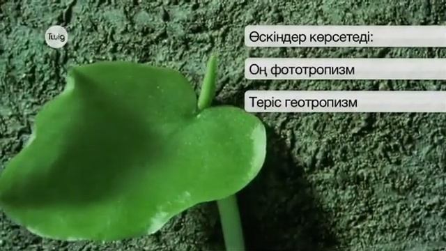 Тропизм және гормондар twig-bilim.kz