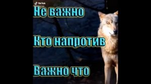 ЦИТАТЫ ВОЛКА ИЗ ТИКТОКА | ПОДБОРКА ЦИТАТ ВОЛКА #1