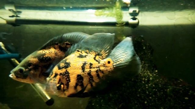 Ухаживания перед нерестом смотреть онлайн