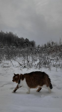 Кот старается не отставать.