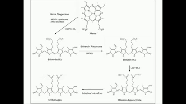 Heme Catabolism to Urobilin and Stercobilin смотреть онлайн