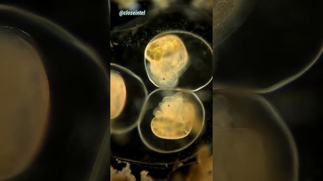 SNAIL EGGS ABOUT TO HATCH UNDER THE MICROSCOPE