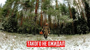 Грибник перешел болото, зашёл в лес, а там... Тихая охота в конце ноября. Ягоды и грибы 2024