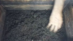 БН 5 Кормлю червя Старателя свежим навозом КРС