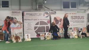 30.11.2024, СПб. Клуб "Кентавр", СПб. Выставка собак САС 9 группы FCI