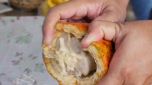 3995569-hd_1920_1080_30fps