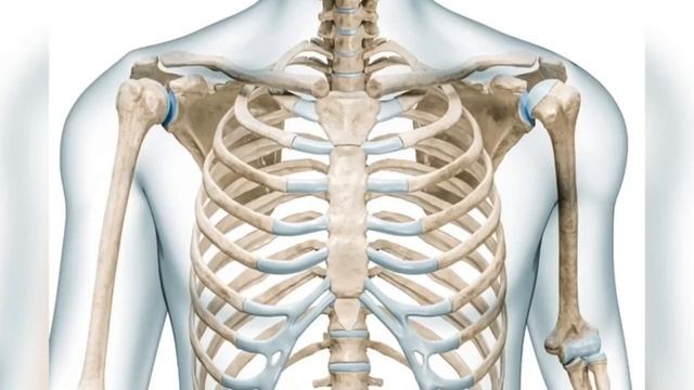 З'єднання ребер з хребтом і грудиною смотреть онлайн