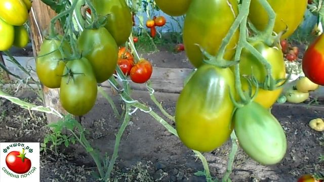 Купить урожайные сорта помидоров
