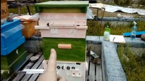 Мёд в Питере. Многоматочный улей. Тестирование метода Миленина М.И. для Ленобласти. Часть 2.