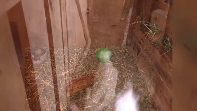 ПЕРЕХОД НА ЗЦМ, перевод козлят на заменитель молока