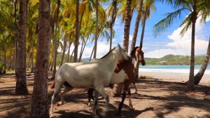 6832006-hd_1920_1080_30fps