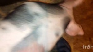 ПЬЕТРЕН!!!САМАЯ СПОКОЙНАЯ И ДОБРАЯ ПОРОДА СВИНЕЙ!!!