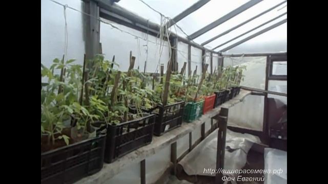 Закаливаем помидоры