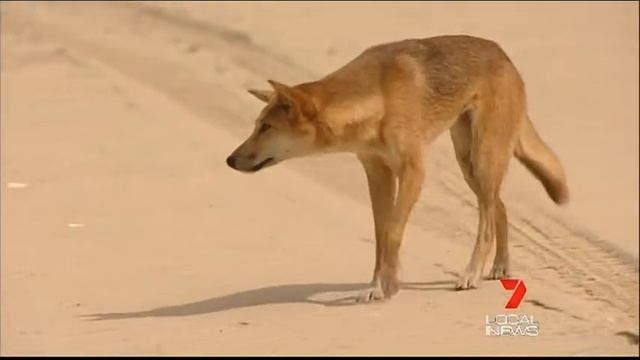 DERM slammed for harming dingoes - Seven Local News 16-03-2012